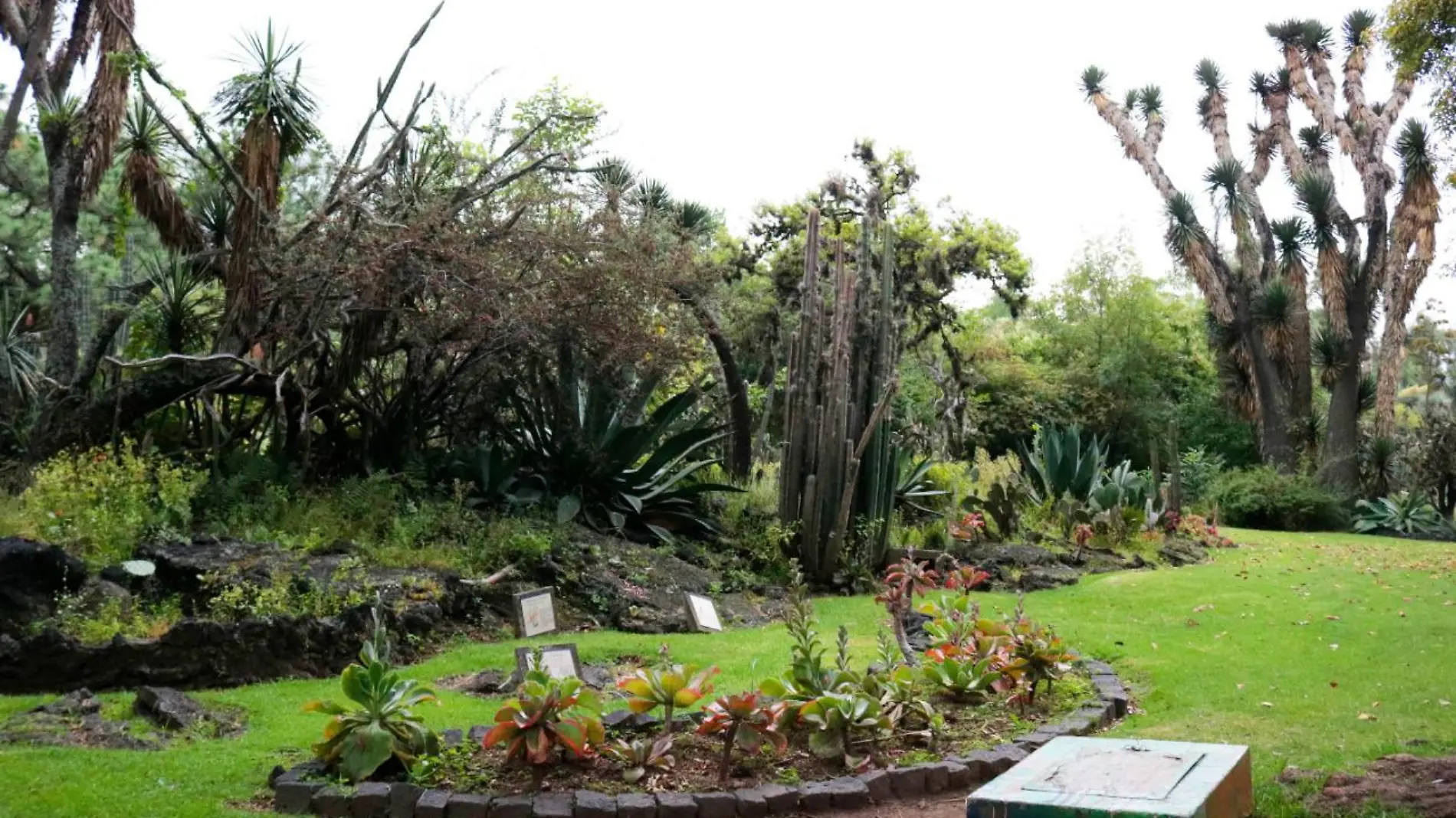 Foto: Biólogo Jerónimo Reyes UNAM